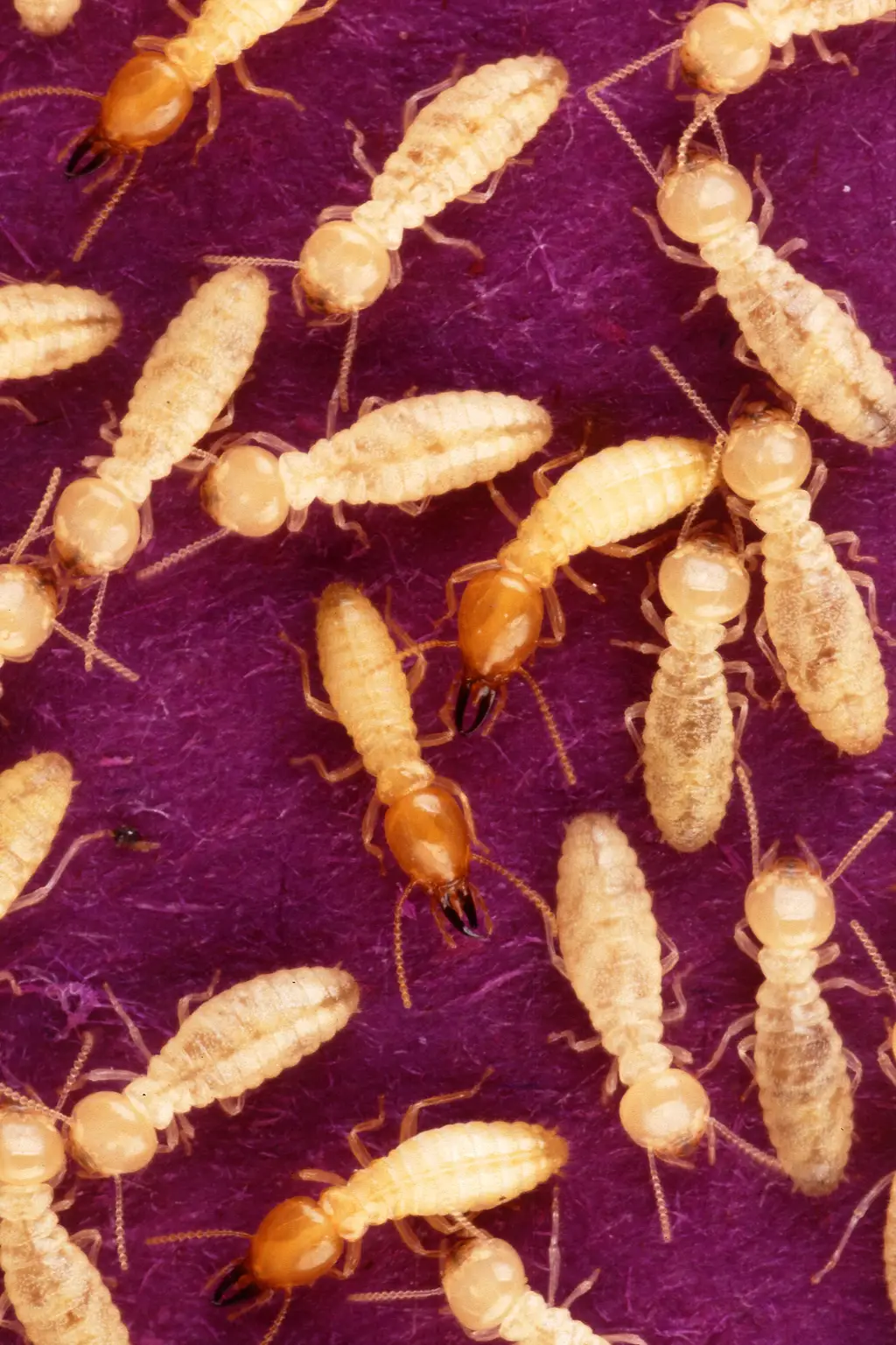 Close-up of worker termites in exposed wood